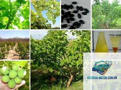nhiên liệu sinh học là gì - Hình 4
