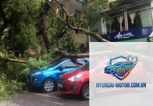 Bảo hiểm có đền khi cây đổ vào xe không