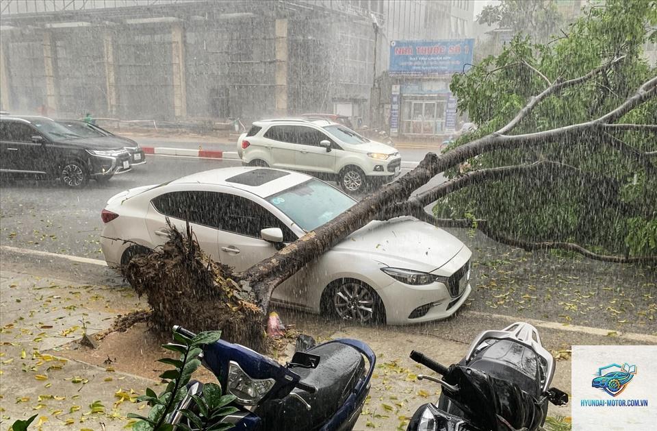 Bảo hiểm có đền khi cây đổ vào xe không - Hình 5
