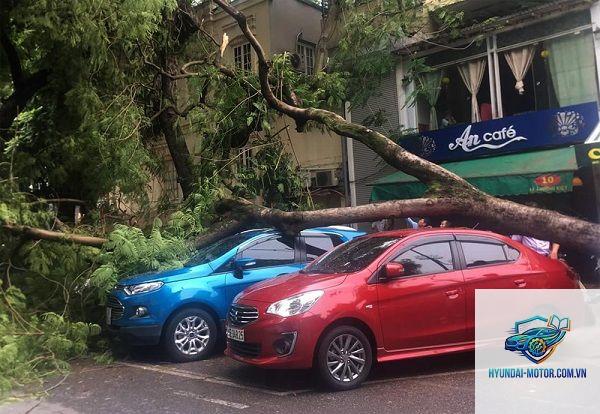Bảo hiểm có đền khi cây đổ vào xe không