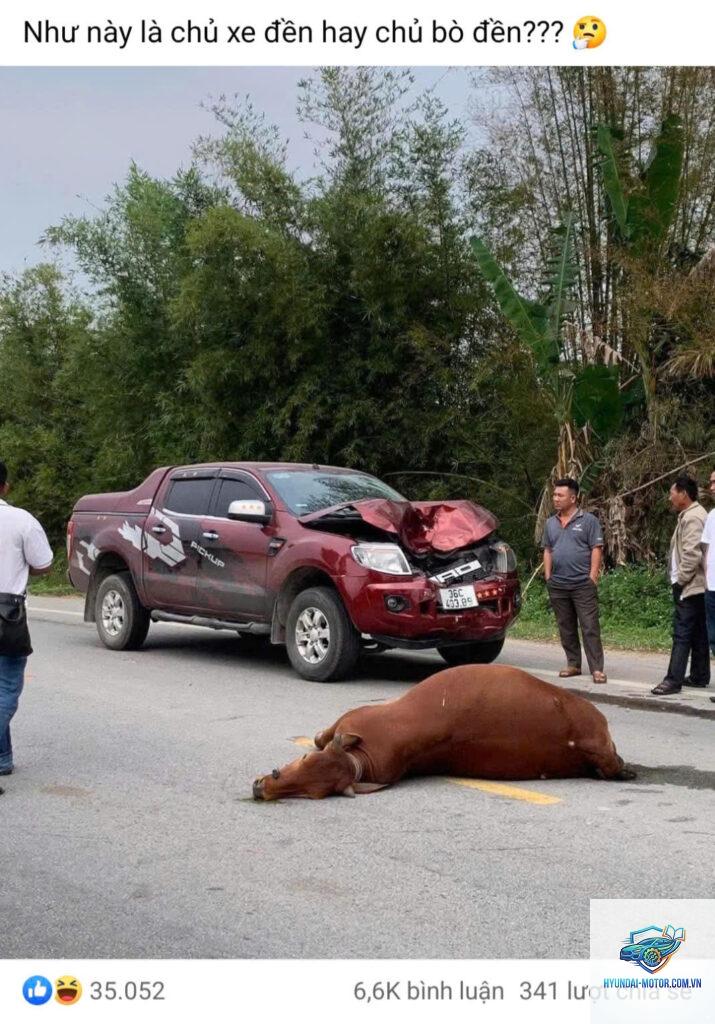 Bảo hiểm có đền khi đâm động vật không