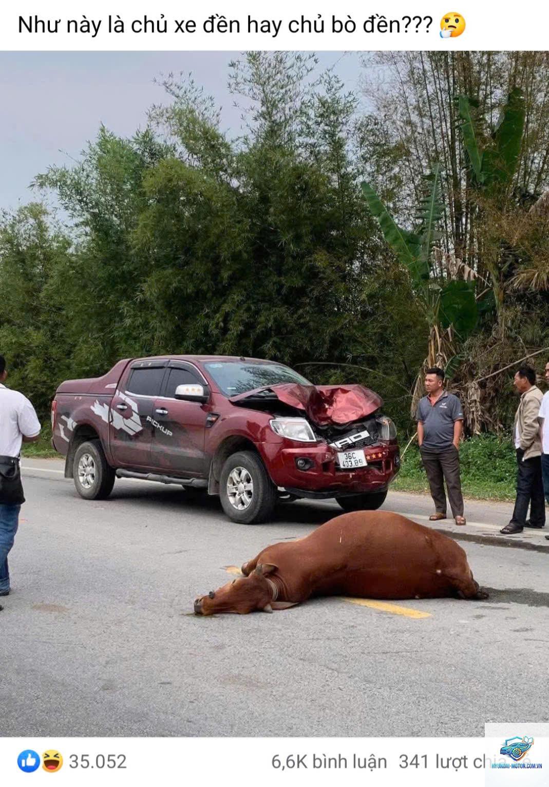 Bảo hiểm có đền khi đâm động vật không - Hình 1